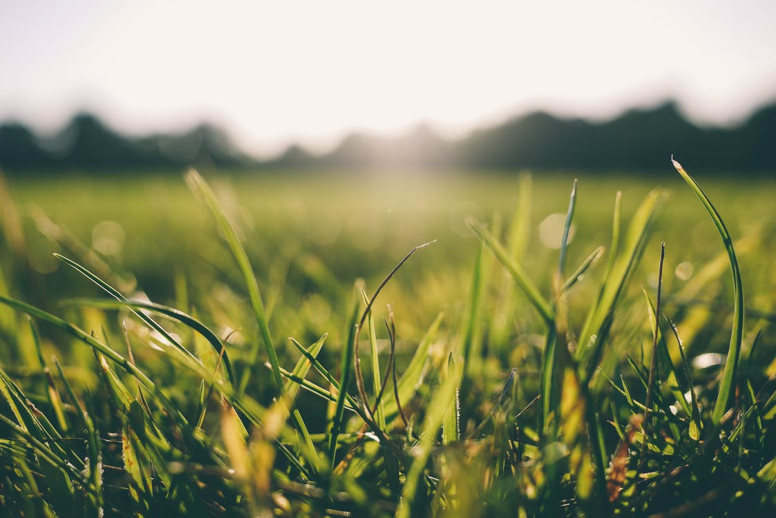the grass is greener|the-grass-is-greener