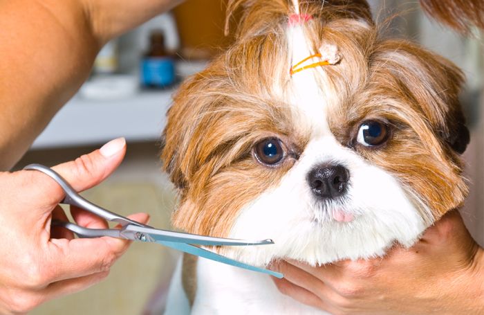 terrier dog being groomed
