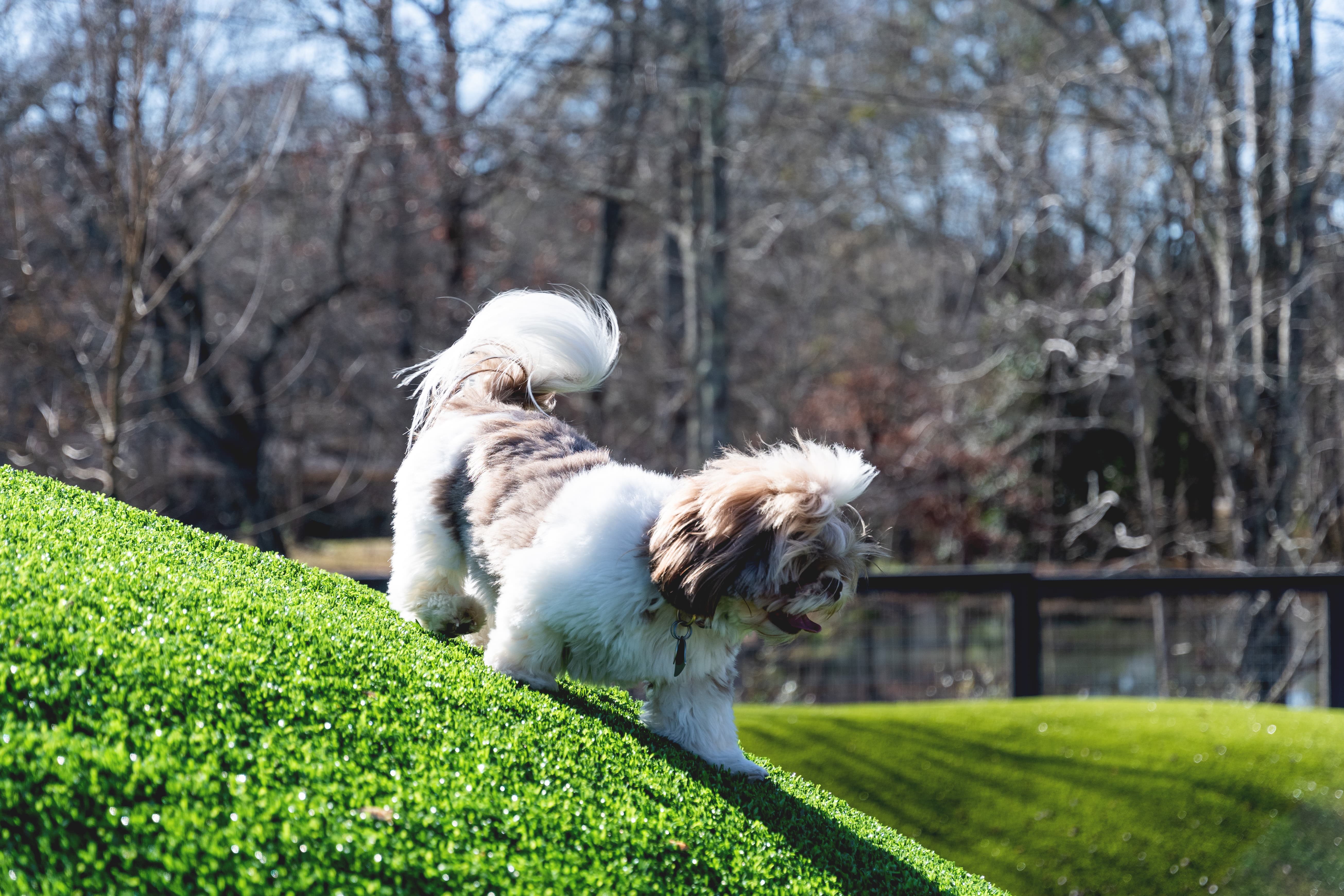 Trilith Dog Park