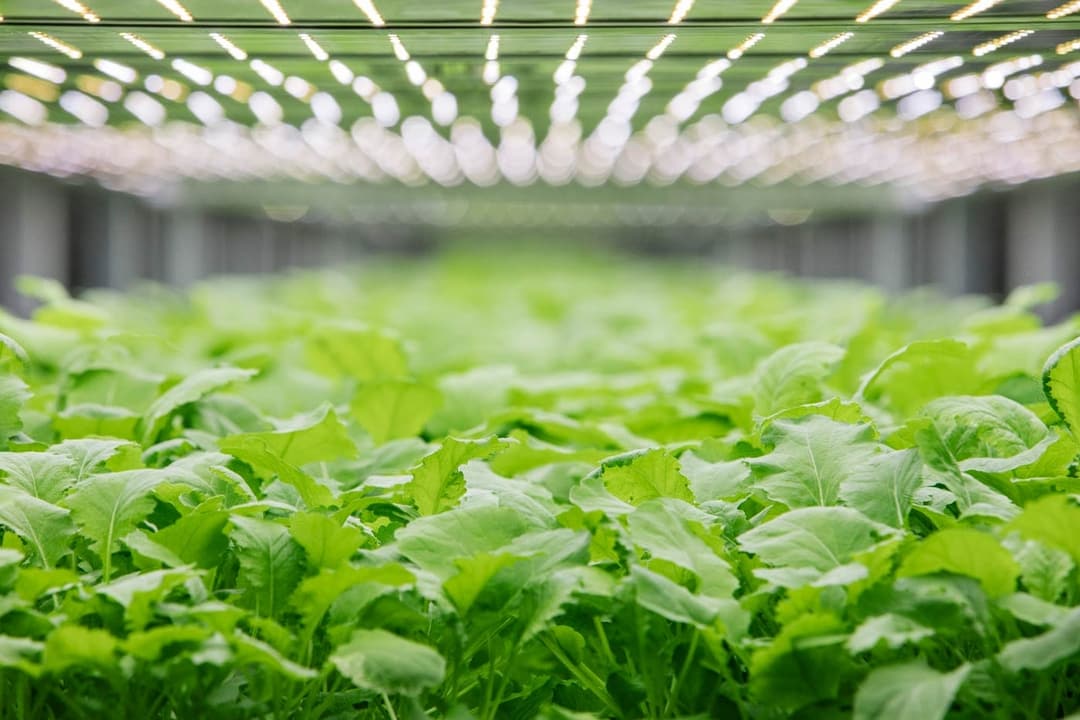 Nordic Harvest Vertikalt landbrug