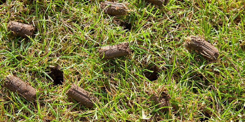 Sign up today for our lawn aeration service!