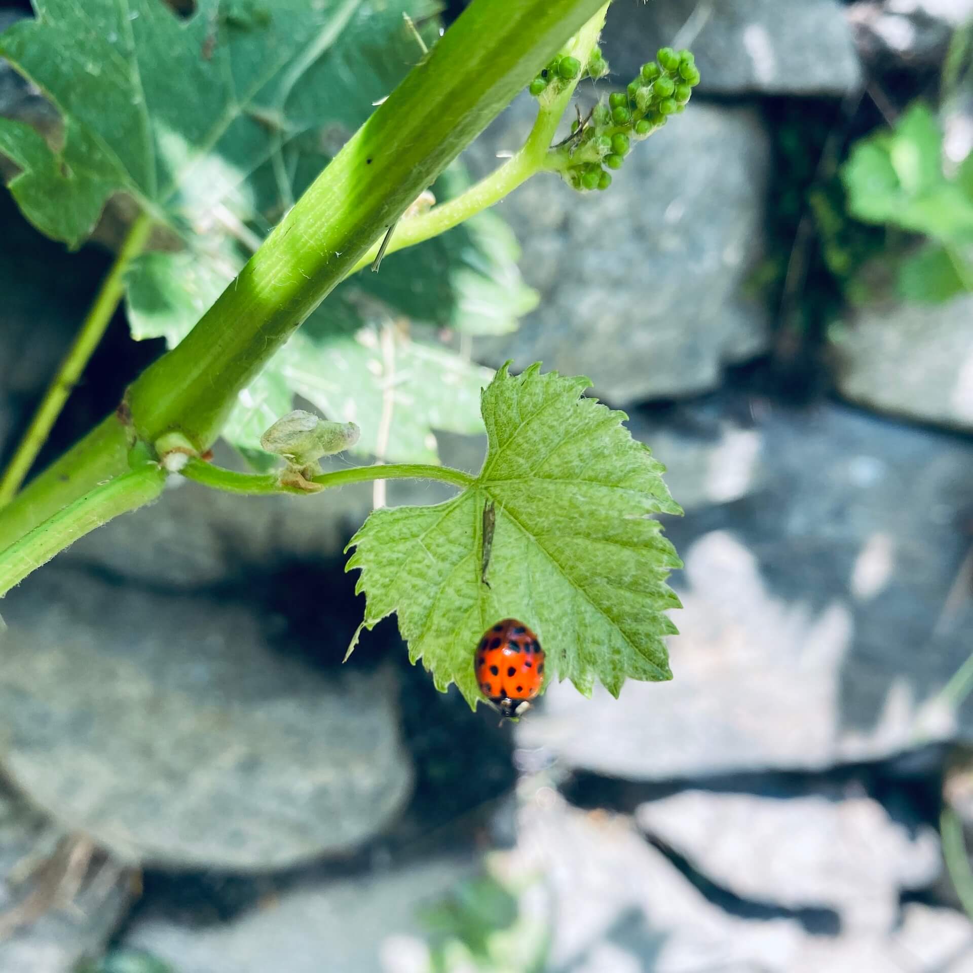 CANTINA APERTA NEI VIGNETI