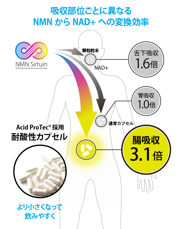 吸収部位ごとに異なるNMNからNAD+への変換効率