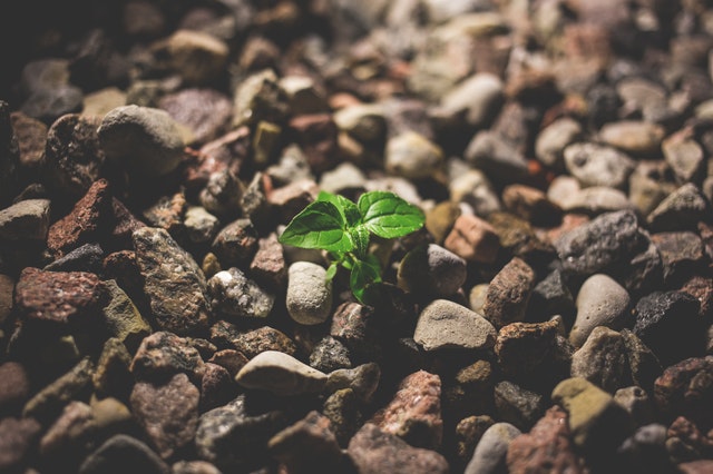 growth