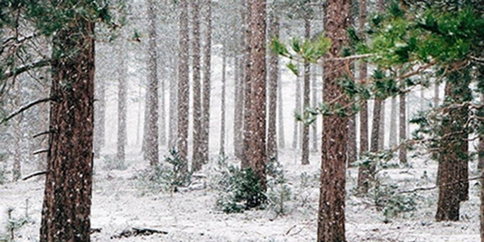 lice tips cold snow weather temperature kills lice nits eggs