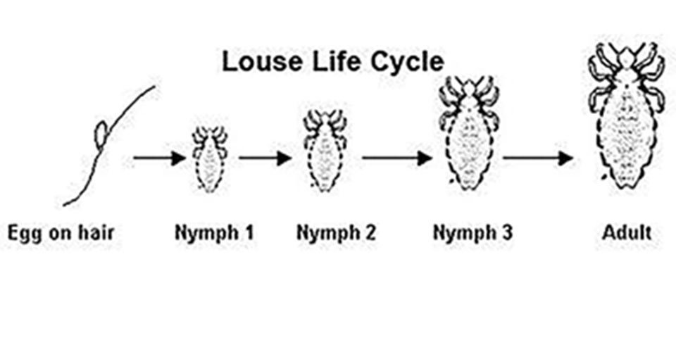 Is It Bed Bugs Or Lice?