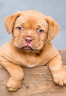 denton get lice from dog puppy child pet animal cat