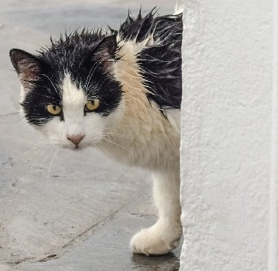 black and white cat with wet fur peeking around a wall