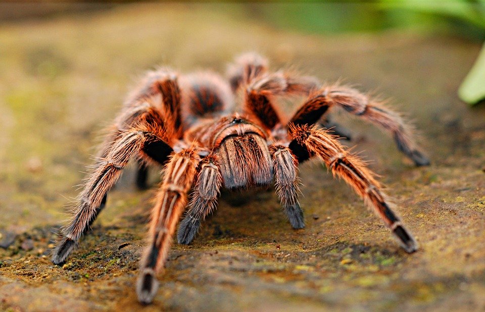 close image of hairy tarantula spider