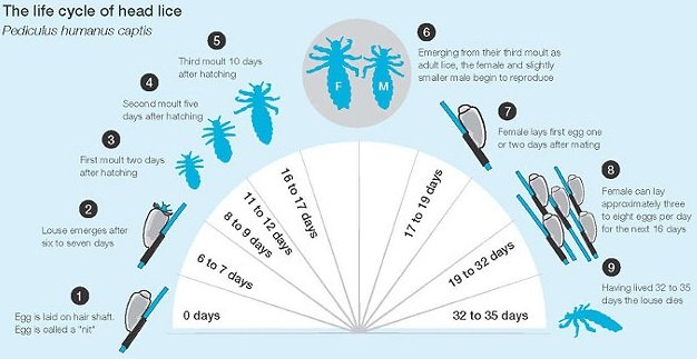 Life cycle of lice - from egg or nit to nymph to adult louse