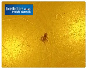 close up image of adult louse on yellow background.