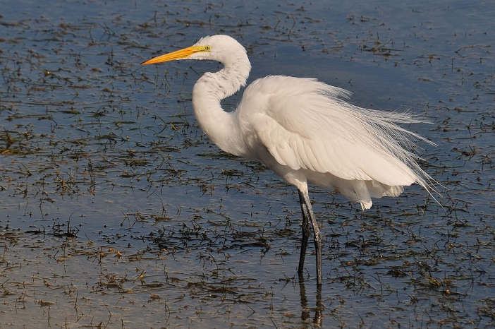 Great white egret.