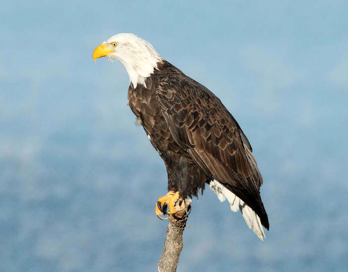 bald eagle perched on dead branch.