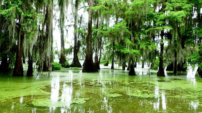 Bayou swamp Cypress trees with Spanish moss