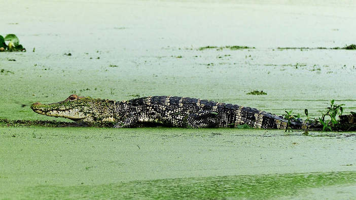 alligator sunning in the duckweed swamp.