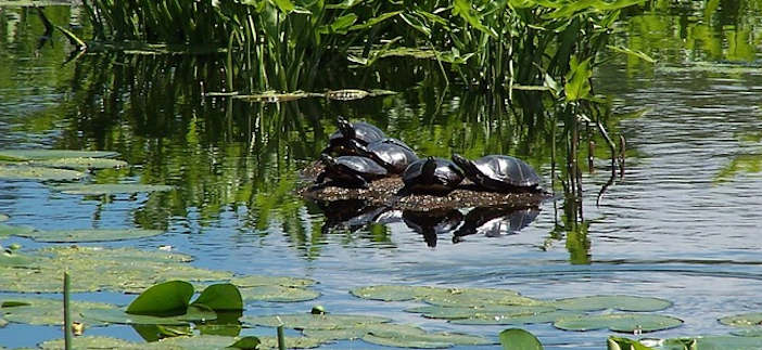 painted turtles huddled on stump in swamp.jpg
