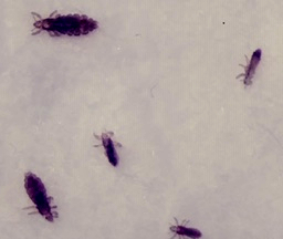 close image of lice adult lice nymph louse.