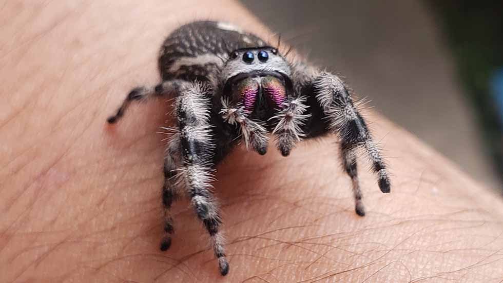 Tarantulas In Nevada