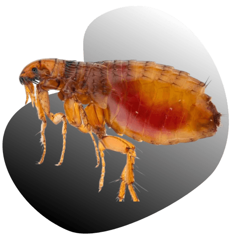 Fortified Pest Management I Las Vegas Exterminator