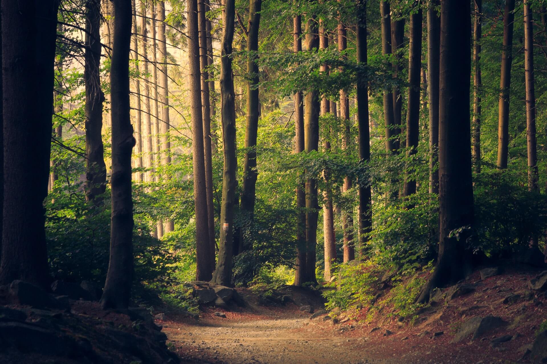 wald
