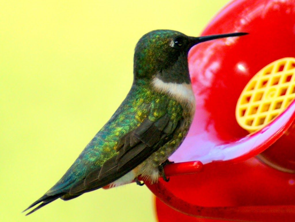 Kleb Woods Hummingbird Festival