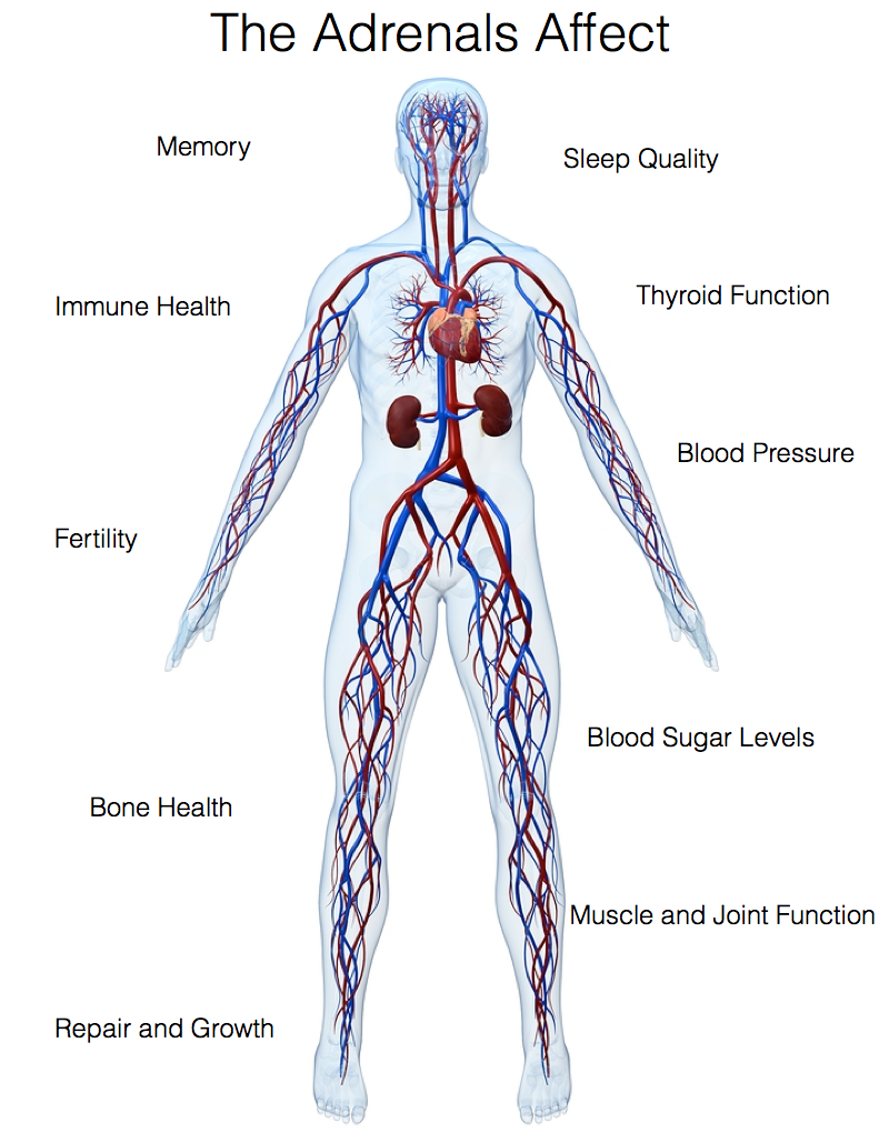 Adrenal Fatigue