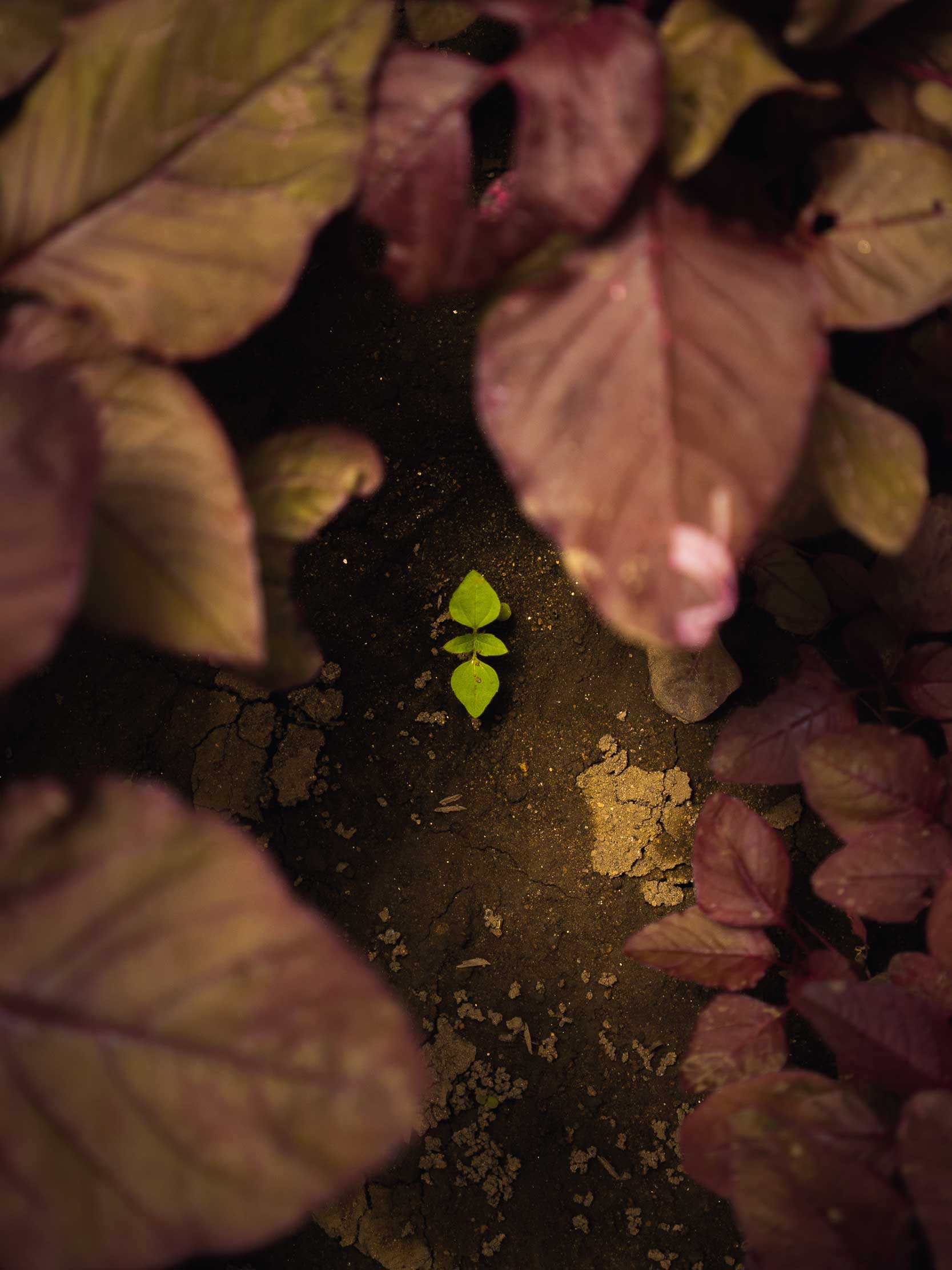 Simalem Organic image