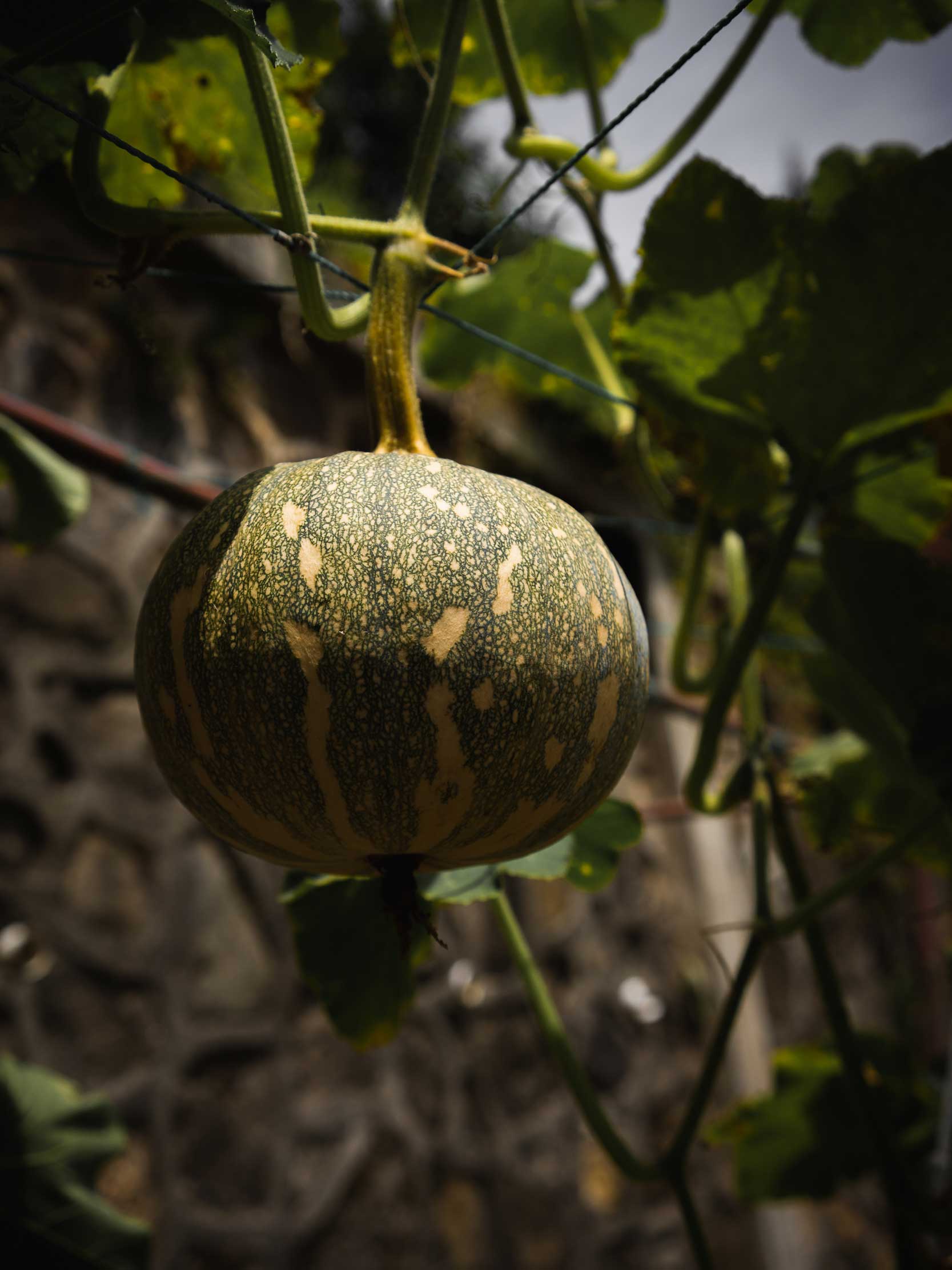 Simalem Organic image