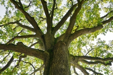 Friendship Oak more 500 years