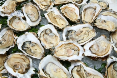 Fresh Oysters