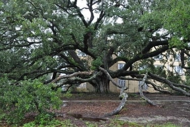 Friendship Oak
