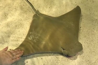 Hand touching a stingray
