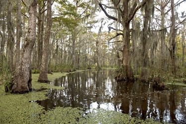 Swamp view