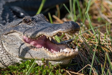 Alligator