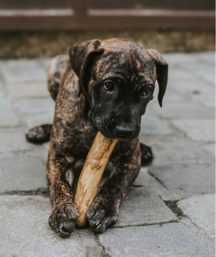 coffee tree dog chew