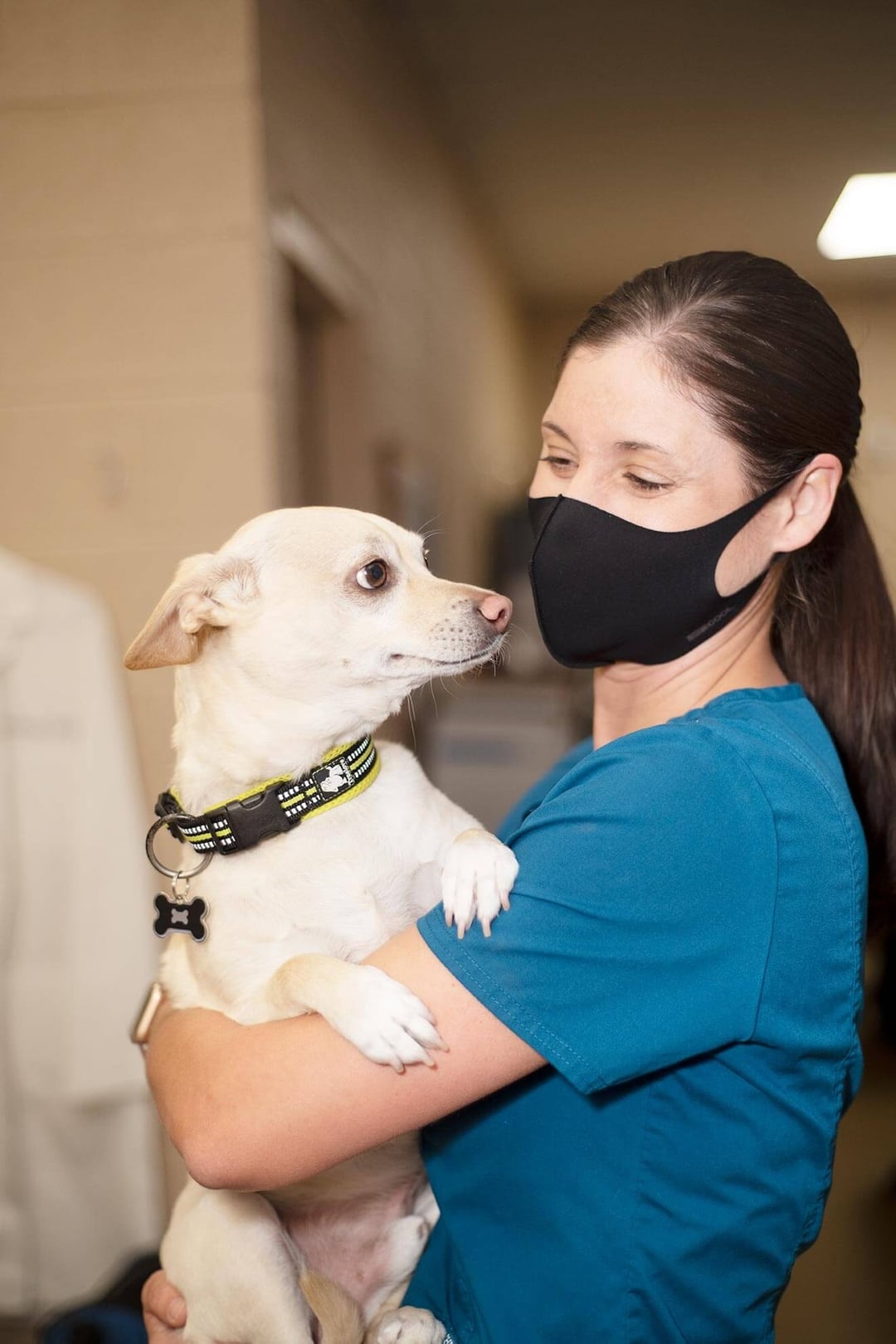 Dog & Cat Hospice Care In Gilbert AZ I Arizona Veterinary Oncology