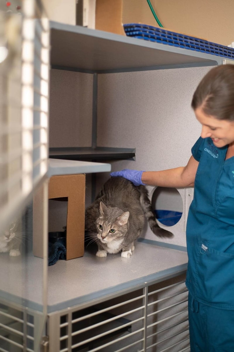 Cat Radioactive Iodine Treatment In Gilbert, AZ I Arizona Veterinary