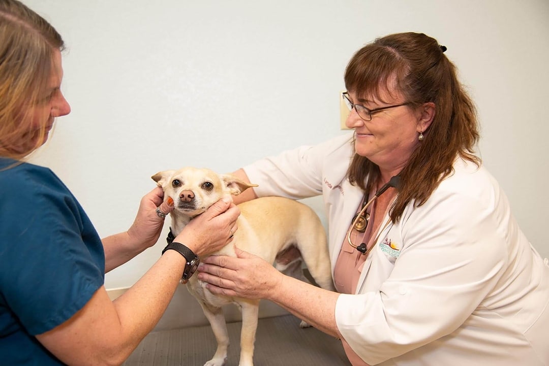 Dog & Cat Chemotherapy In Gilbert, AZ I Arizona Veterinary Oncology