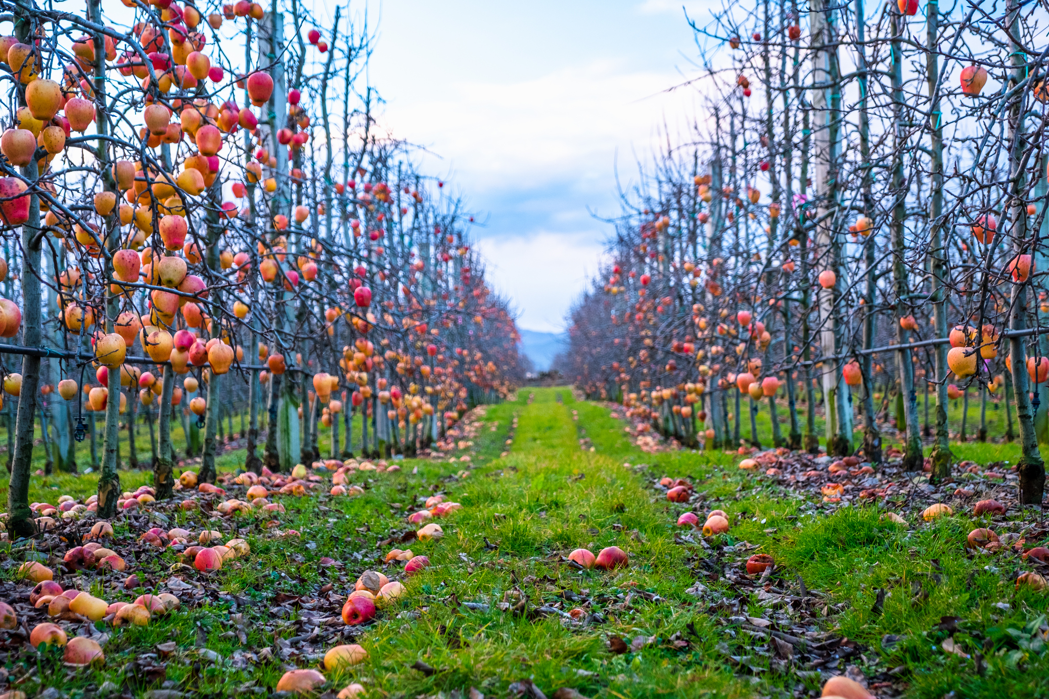 Orchard with apples on the ground showing a slipping hazard