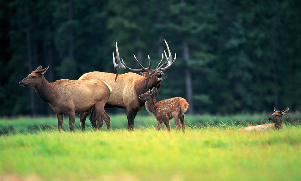 Rocky Mountain Elk Foundation