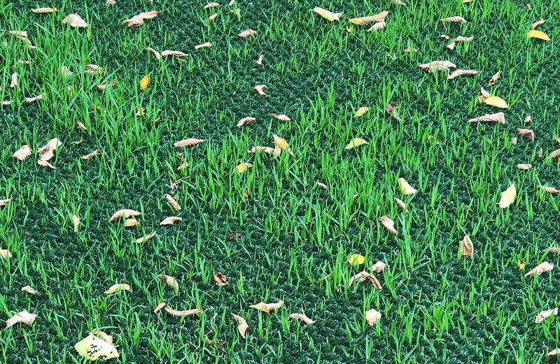 santa-ana-couch-grass-hg-turf