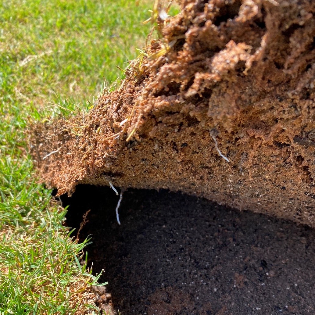 Sand Based Turf Sand-based Santa Ana Couch | HG Turf
