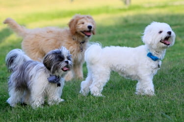 Dogs in the park