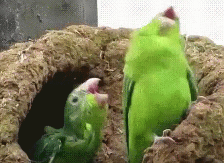 funny gif with parrots