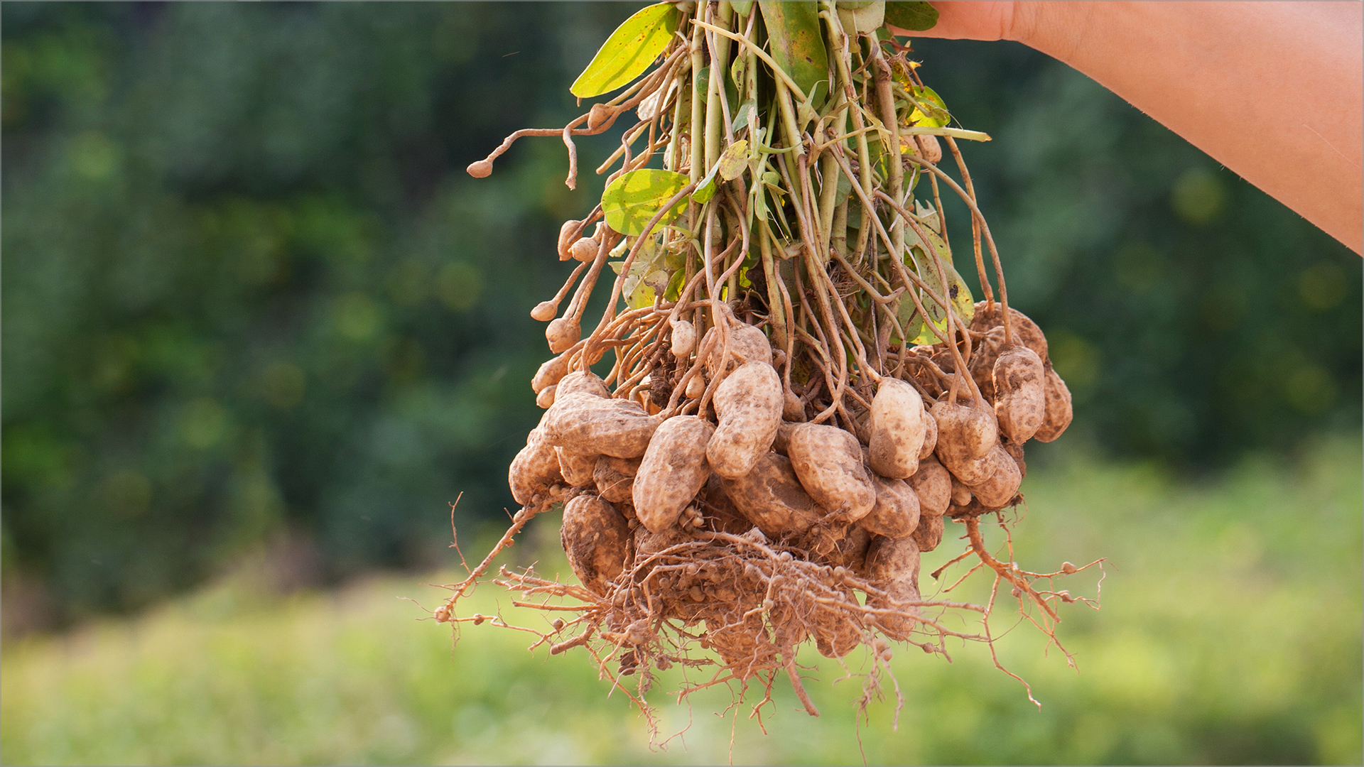 The role of peanuts in creating sustainable agriculture