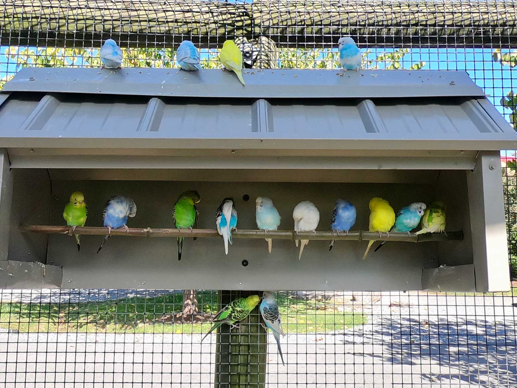 Feeding colorful array of parakeets at Virginia Safari Park, Natural Bridge, VA