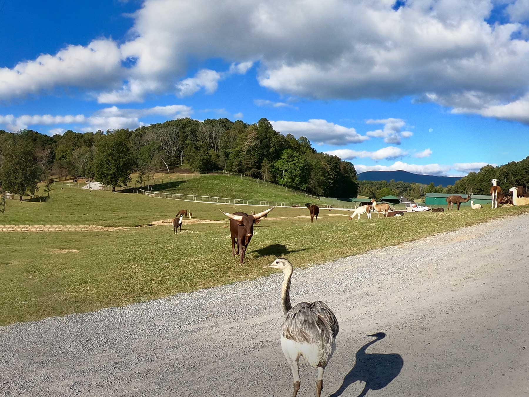 Safari drive view with animals at Virginia Safari Park, Natural Bridge, VA