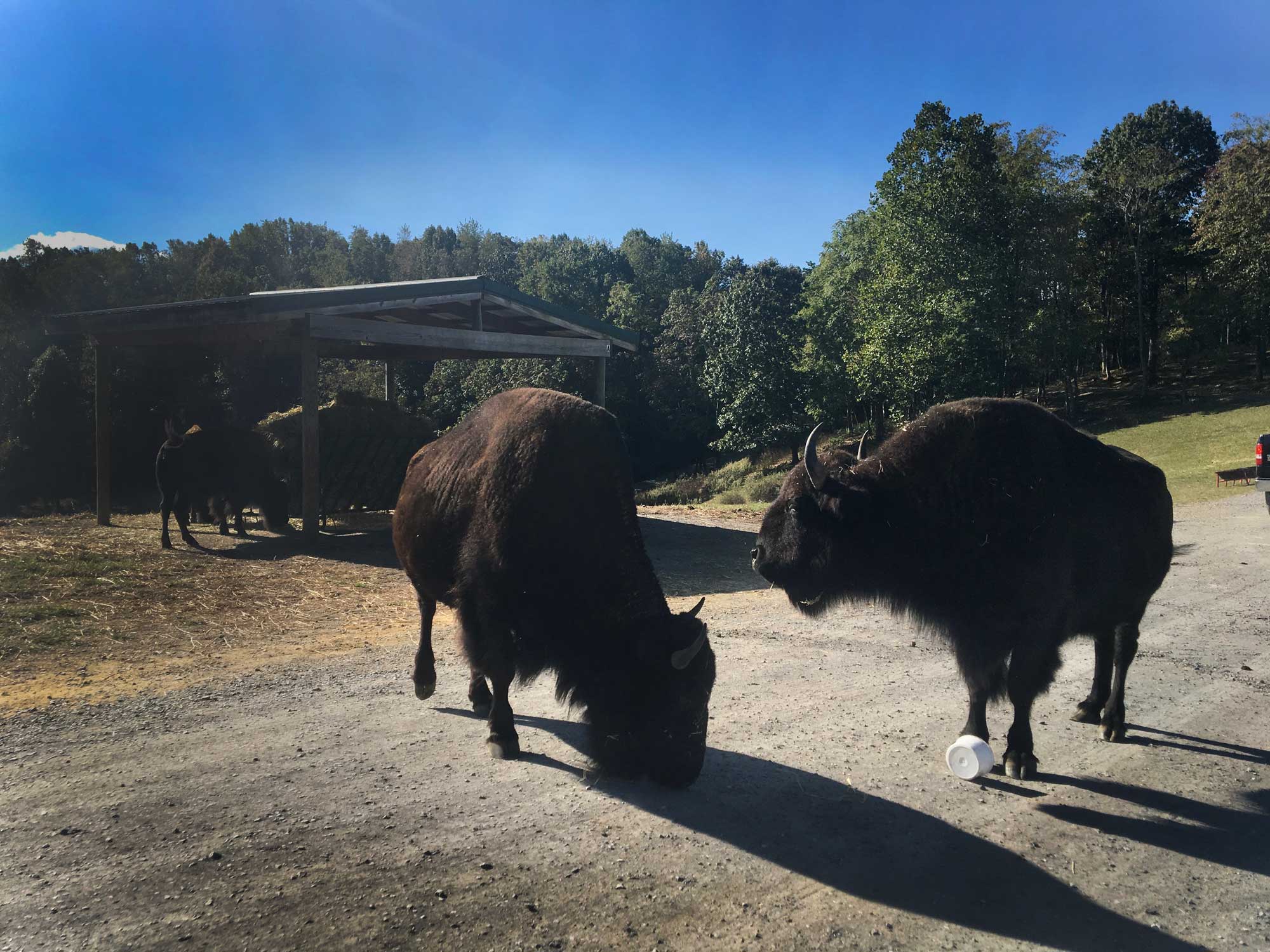 Two bison guarding a bucket at Virginia Safari Park, Natural Bridge, VA