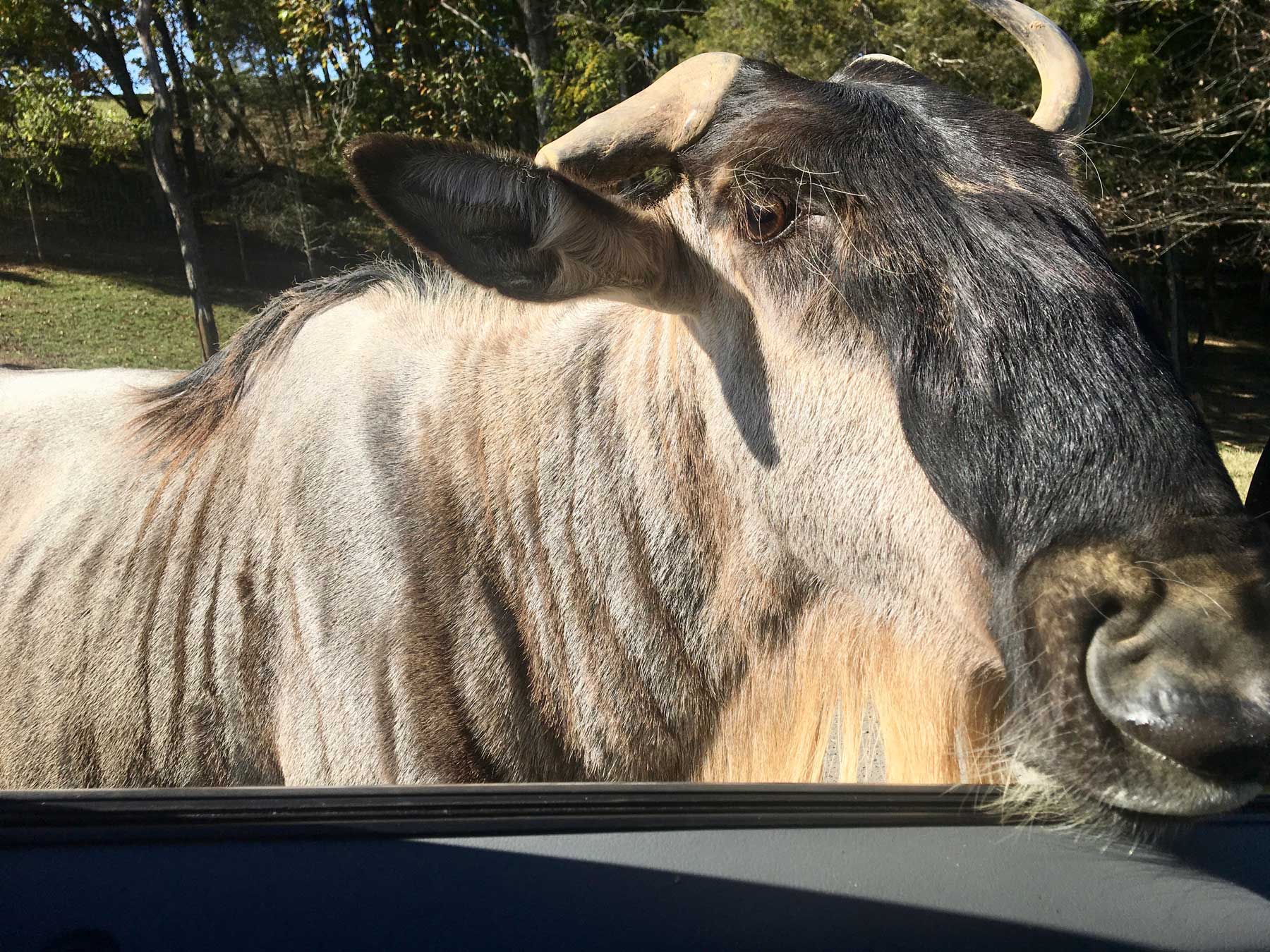 wildebeest at the car window at Virginia Safari Park, Natural Bridge, VA