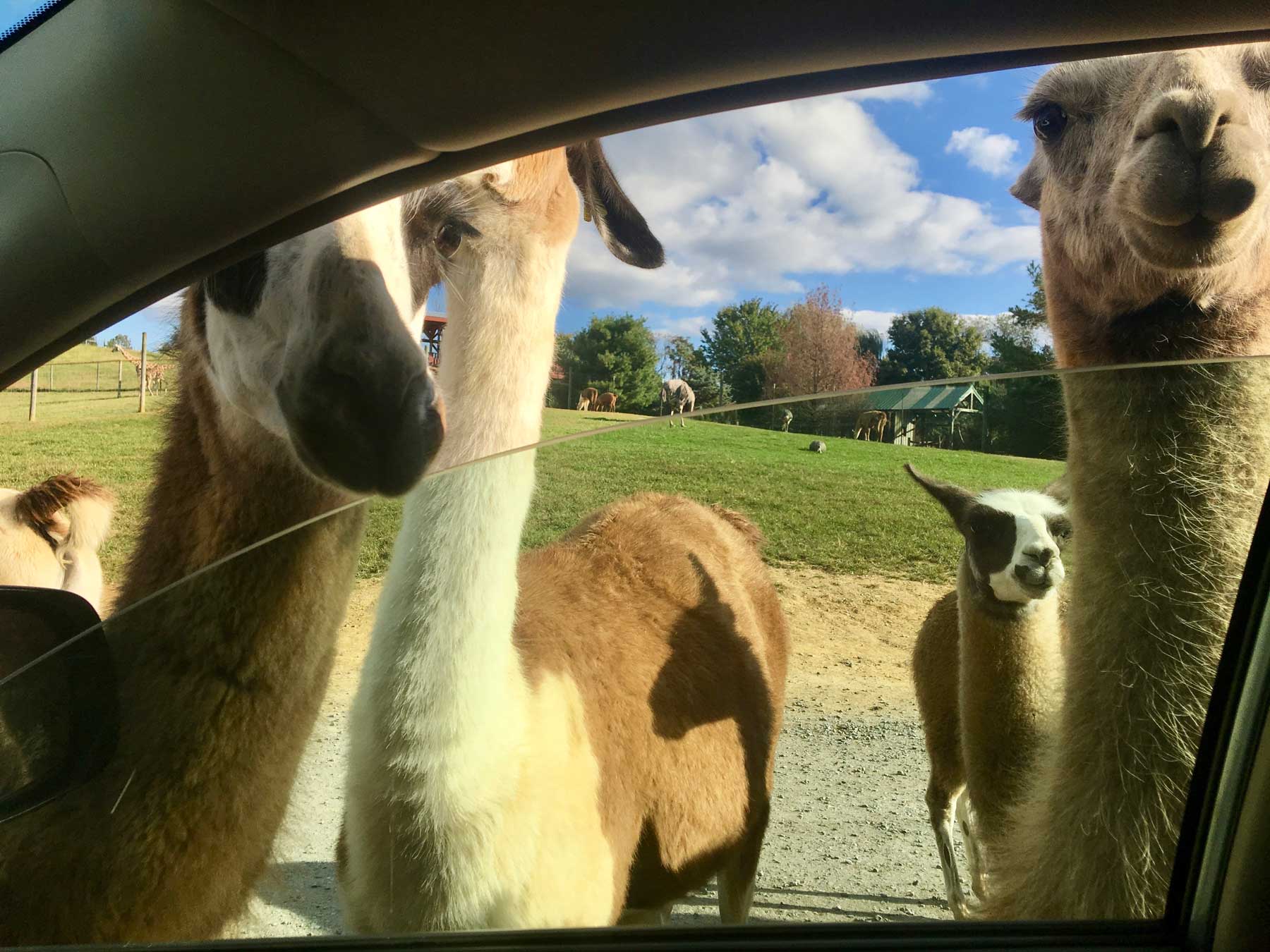 crowd of llamas begging for food at Virginia Safari Park, Natural Bridge, VA